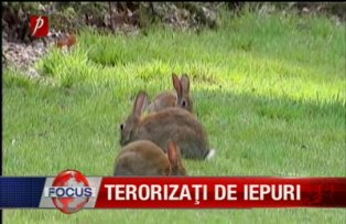 Terorizati de iepuri