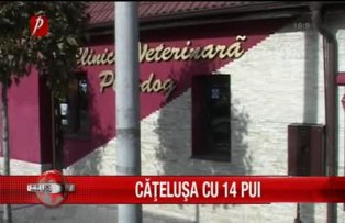 Catelusa cu 14 pui