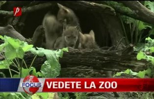 Vedete la zoo