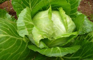 Varza este un aliment-minune. Ce boli vindeca