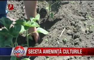 Seceta ameninta culturile