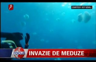 Invazie de meduze