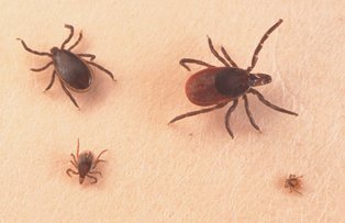 Invazie de capuse la Cluj. Zeci de copii au fost muscati in parc: "Pe unul dintre ei au fost gasite 14 astfel de insecte"