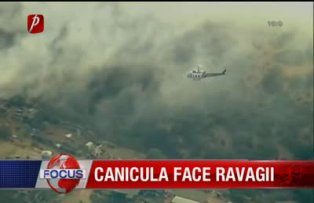 Canicula face ravagii