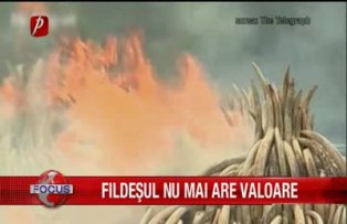 Fildeşul nu mai are valoare