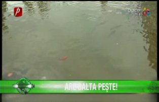 Are balta peşte!