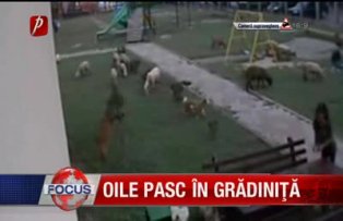 Oile pasc in gradinita