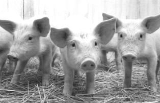 Un porcusor mutant, cu organ genital in frunte, a devenit viral pe Internet