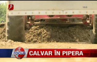 Calvar in Pipera