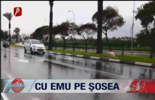 Cu emu pe sosea