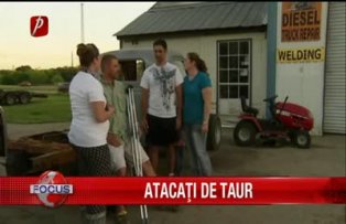 Atacati de taur