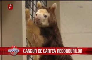 Cangur de cartea recordurilor