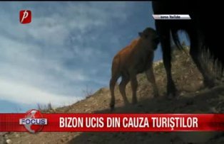 Bizon ucis din cauza turiştilor