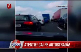 Atentie! Cai pe autostrada