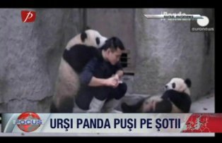 Ursi panda pusi pe sotii