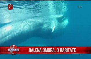 Balena Omura, o raritate