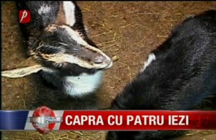 Capra cu patru iezi