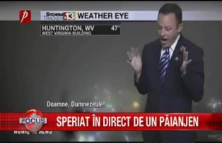 Prezentator speriat în direct de un păianjen