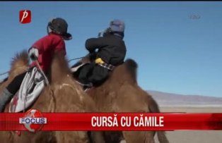 Cursa cu camile
