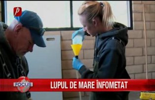 Lupul de mare infometat