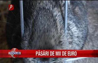 Pasari de mii de euro