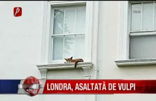 Londra asaltata de vulpi