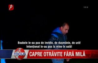 Capre otravite fara mila
