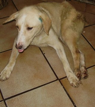 Livia Taloi are grija de animalele fara stapan