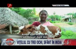 Vitelul cu trei ochi, sfant in India