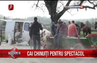 Cai chinuiti pentru spectacol