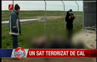 Un sat terorizat de cal