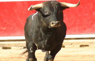 Corrida spaniola, la Focsani. Un taur a scapat de la un abator si a alergat liber pe strazi