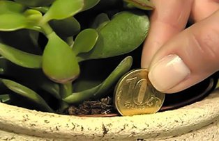 Un truc care va ajuta cu siguranta sa aduceti bani in casa! Are putere uimitoare
