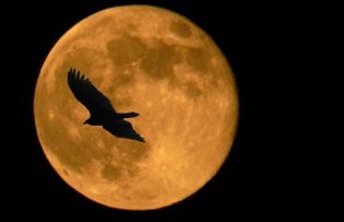 Luna Noua pe 7 aprilie. Cum vor fi afectate zodiile