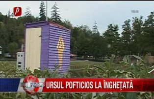 Urs pofticios la inghetata