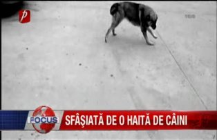 Sfasiata de o haita de caini