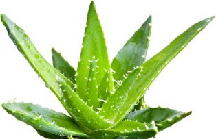 Aloe vera, planta care face minuni pentru piele. Cum sa o folosesti
