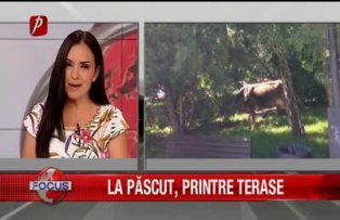 La păscut, printre terase