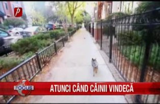 Atunci cand cainii vindeca
