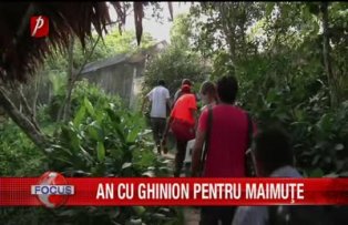 An cu ghinion pentru maimute