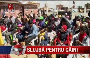 Slujbă pentru câini