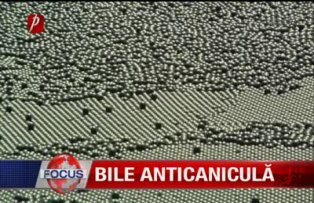 Bile anticaniculă