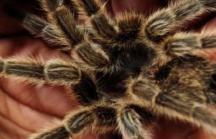 Ce legătură există între o specie de tarantule şi legendarul John Lennon?