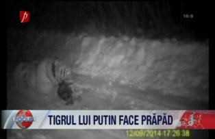 Tigrul lui Putin face prăpăd