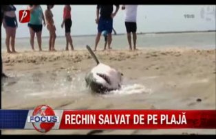 Rechin salvat de pe plaja