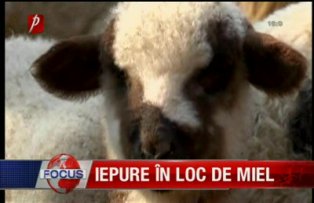 Iepure in loc de miel