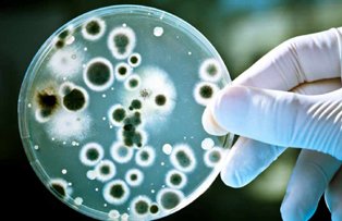 7 lucruri pe care nu le stiai despre candida