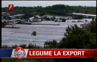 Legume la export