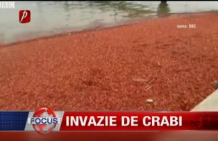 Invazie de crabi