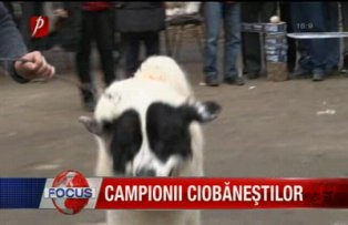 Campionii ciobăneştilor
